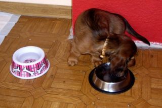 Jamnik d�ugow�osy NAILA